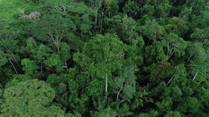 Governo decreta emergência ambiental nos 22 municípios do Acre para prevenção de incêndios e mitigação da seca