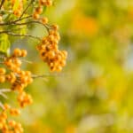 Sabão-de-soldado: detergente e inseticida natural