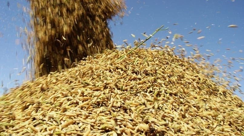 Federarroz confirma exportação de saca de arroz a R$ 82 pelo Porto de Rio Grande