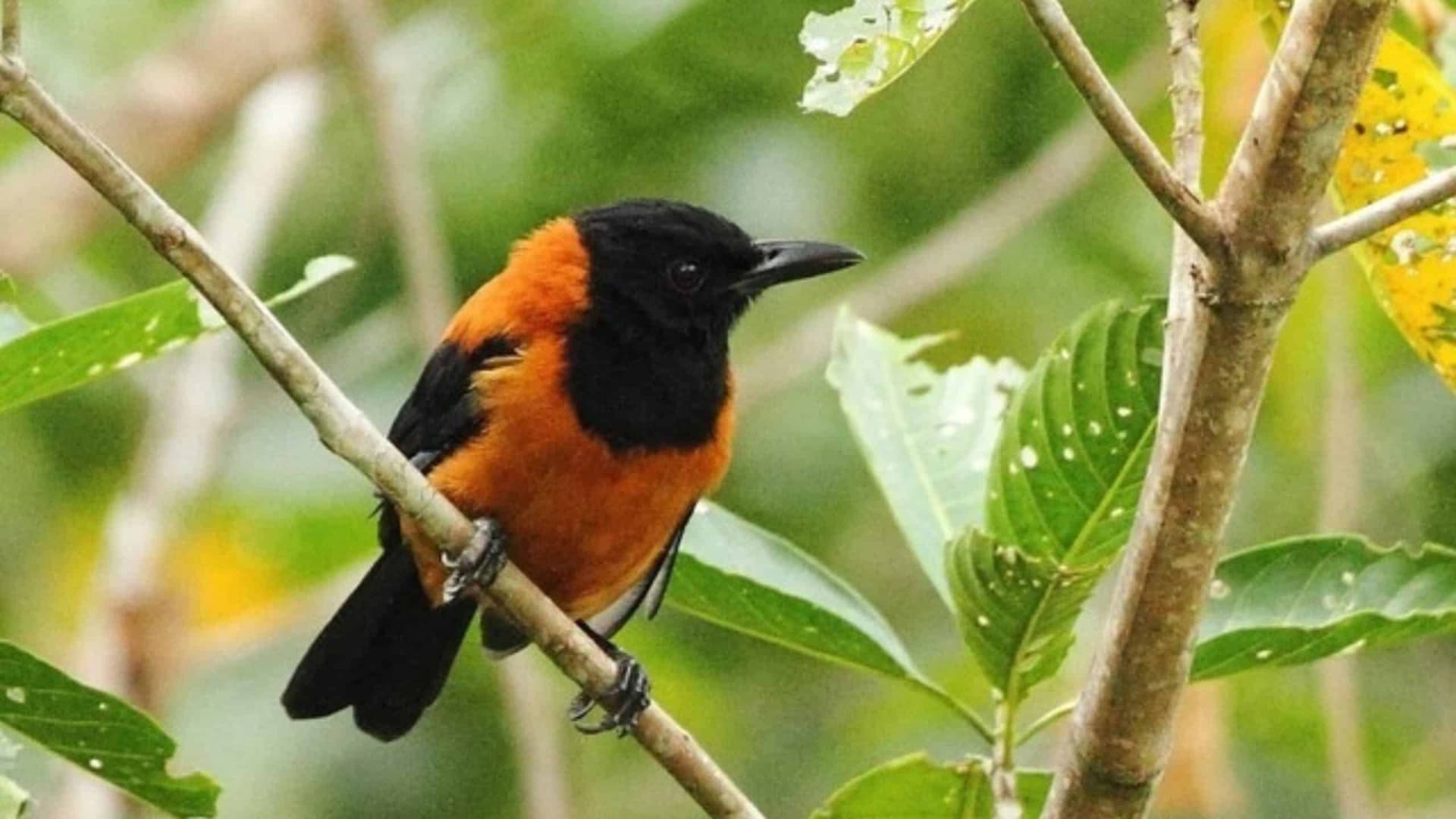 Pitohui encapuzado: conheça o pássaro venenoso que pode levar um adulto à morte