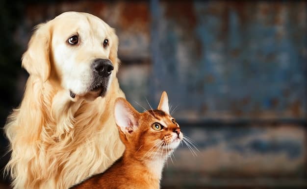 PetCenso:pesquisa revela os dez nomes mais comuns para cães e gatos no Brasil