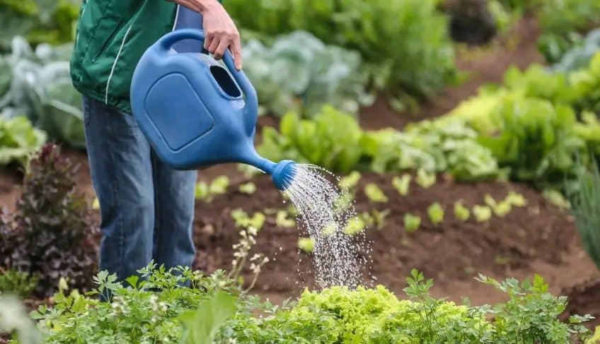 Número de produtores de orgânicos certificados cresce 63% em dois anos, no norte pioneiro do PR